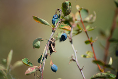 Berberis sphaerocarpa