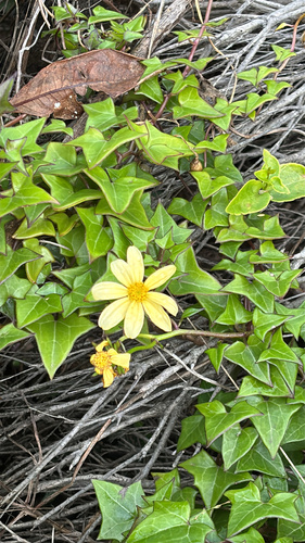 Senecio macroglossus, photograph 3
