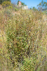Berberis sphaerocarpa