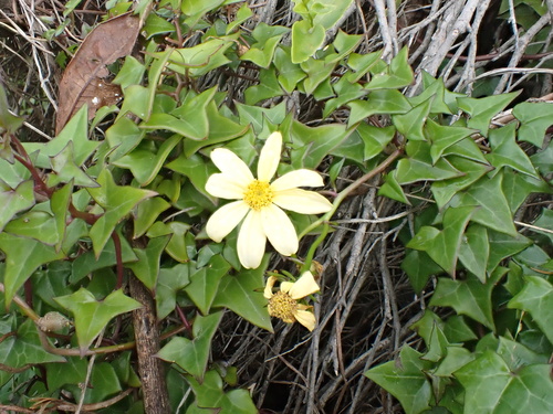 Senecio macroglossus, photograph 4