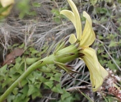 Senecio macroglossus, photograph author not stated, no rights reserved