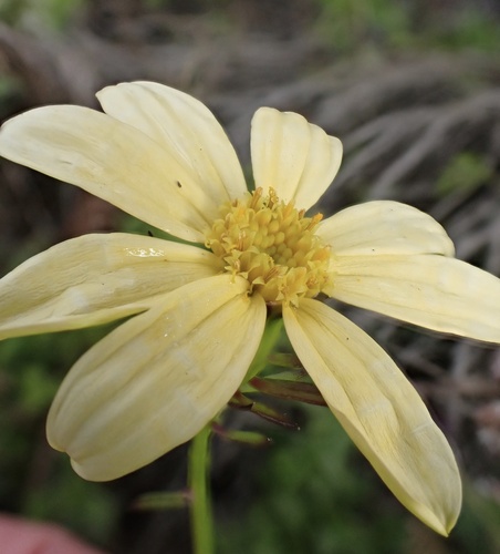 Senecio macroglossus, photograph 1