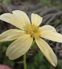 Senecio macroglossus, photograph author not stated, no rights reserved