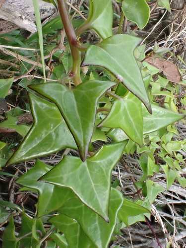 Senecio macroglossus, photograph 2