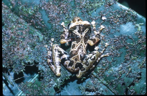 Mebebque Frog, Arlequinus krebsi