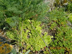 Galyna Mykytynets, CC BY, iNaturalist via GBIF Sempervivum ruthenicum, photograph Galyna Mykytynets, CC BY, iNaturalist via GBIF