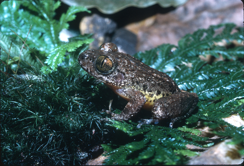 Fopouanga Night Frog