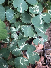 Phytomyza minuscula group