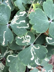 Phytomyza minuscula group