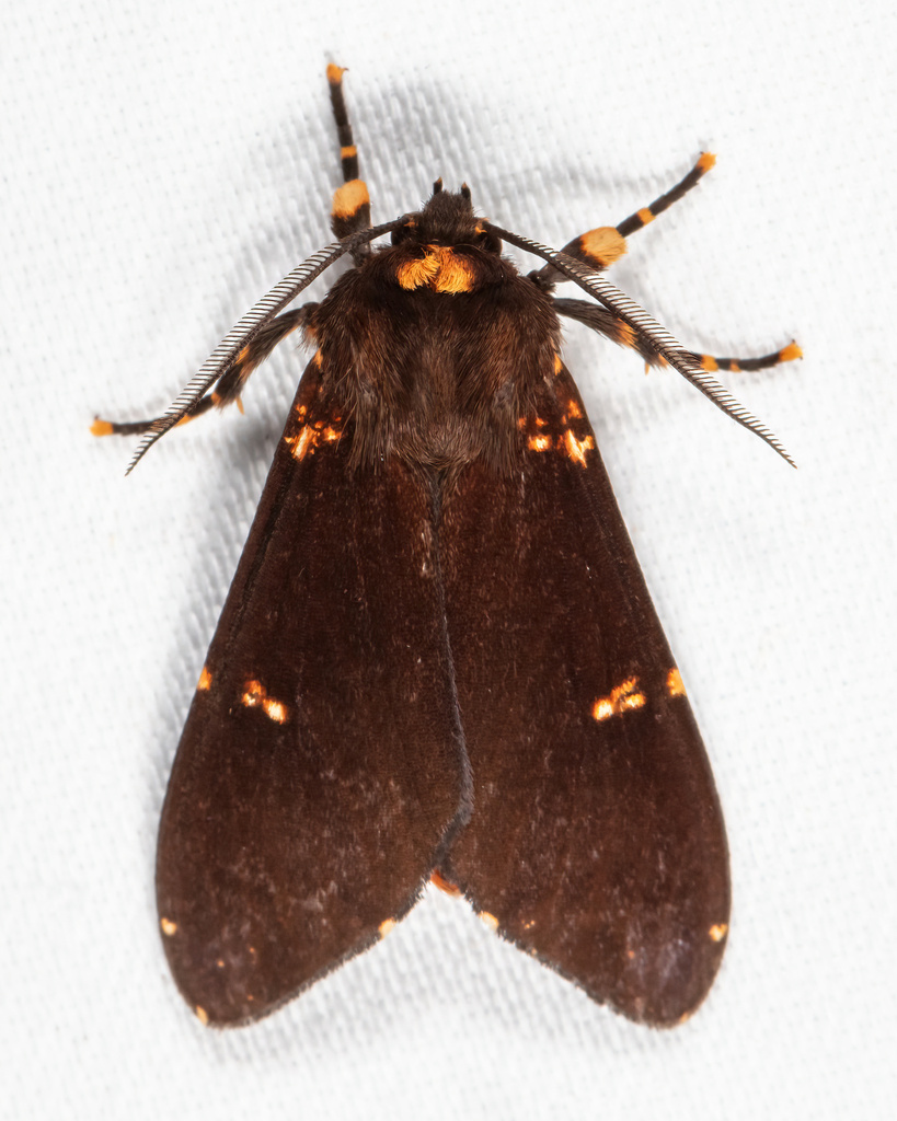 Aemilia castanea