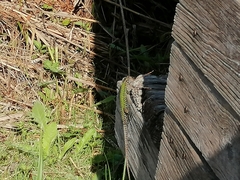 Podarcis muralis nigriventris