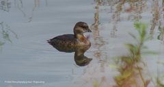 Podilymbus podiceps