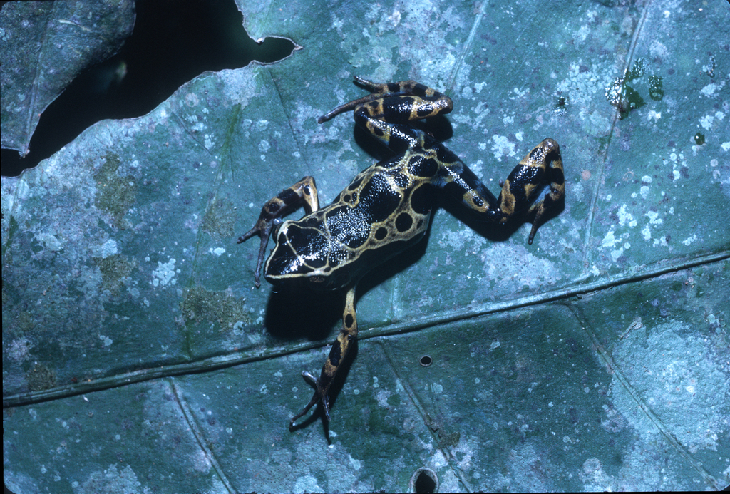 Blackspotted Long-fingered Frog