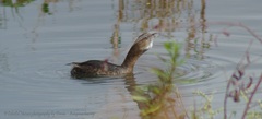 Podilymbus podiceps