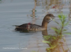 Podilymbus podiceps
