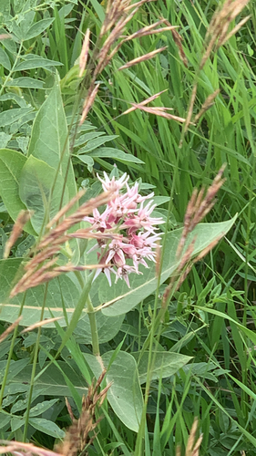 showy milkweed
