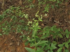 Eupatorium cordigerum