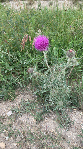 Flodman's thistle