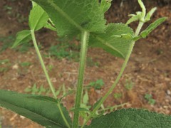 Eupatorium cordigerum