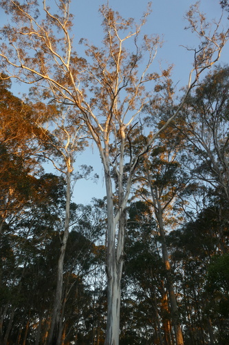 Eucalyptus bosistoana