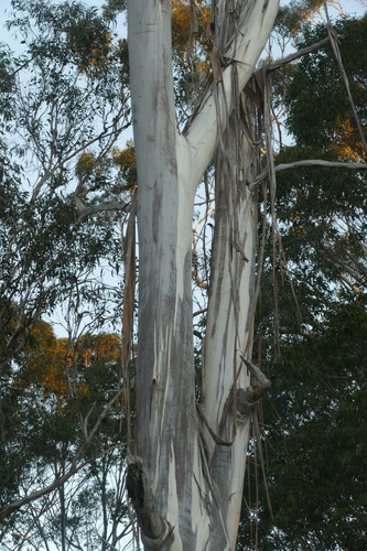 Eucalyptus bosistoana, photograph 2