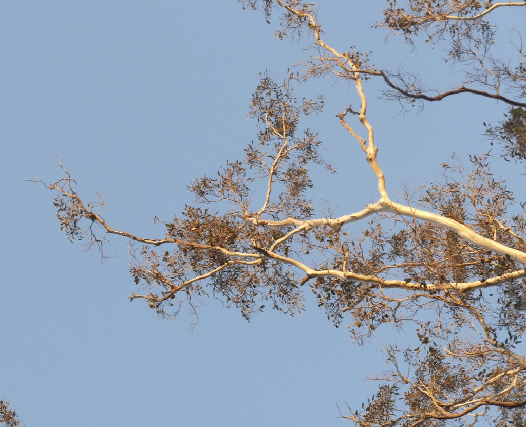 Eucalyptus bosistoana; photograph author not stated, no rights reserved