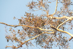 author not stated, no rights reserved Eucalyptus bosistoana, photograph author not stated, no rights reserved