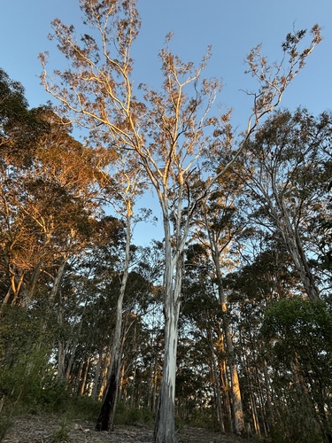 Eucalyptus bosistoana, photograph 4