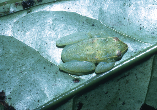 Koehler's Green Frog, Hyperolius koehleri