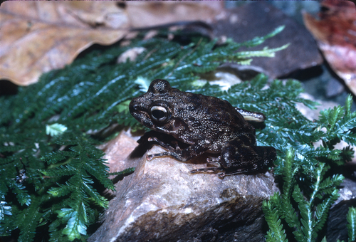 Cameroon Water Frog, Petropedetes cameronensis