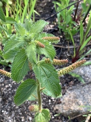 Acalypha punctata punctata