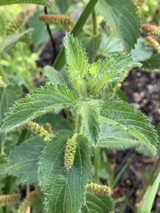 Acalypha punctata punctata