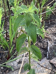 Acalypha punctata punctata