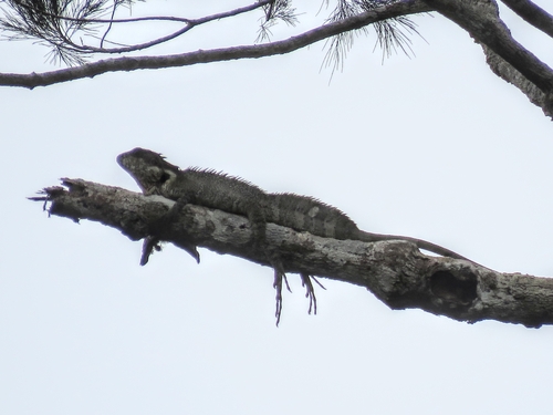 Hypsilurus papuensis observed 2025-07-19