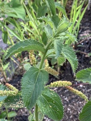 Acalypha punctata punctata