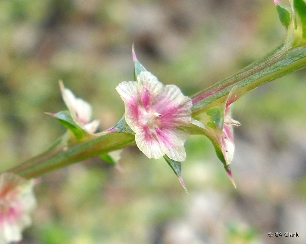 tumbleweed (Invasive Species of Texas) · iNaturalist