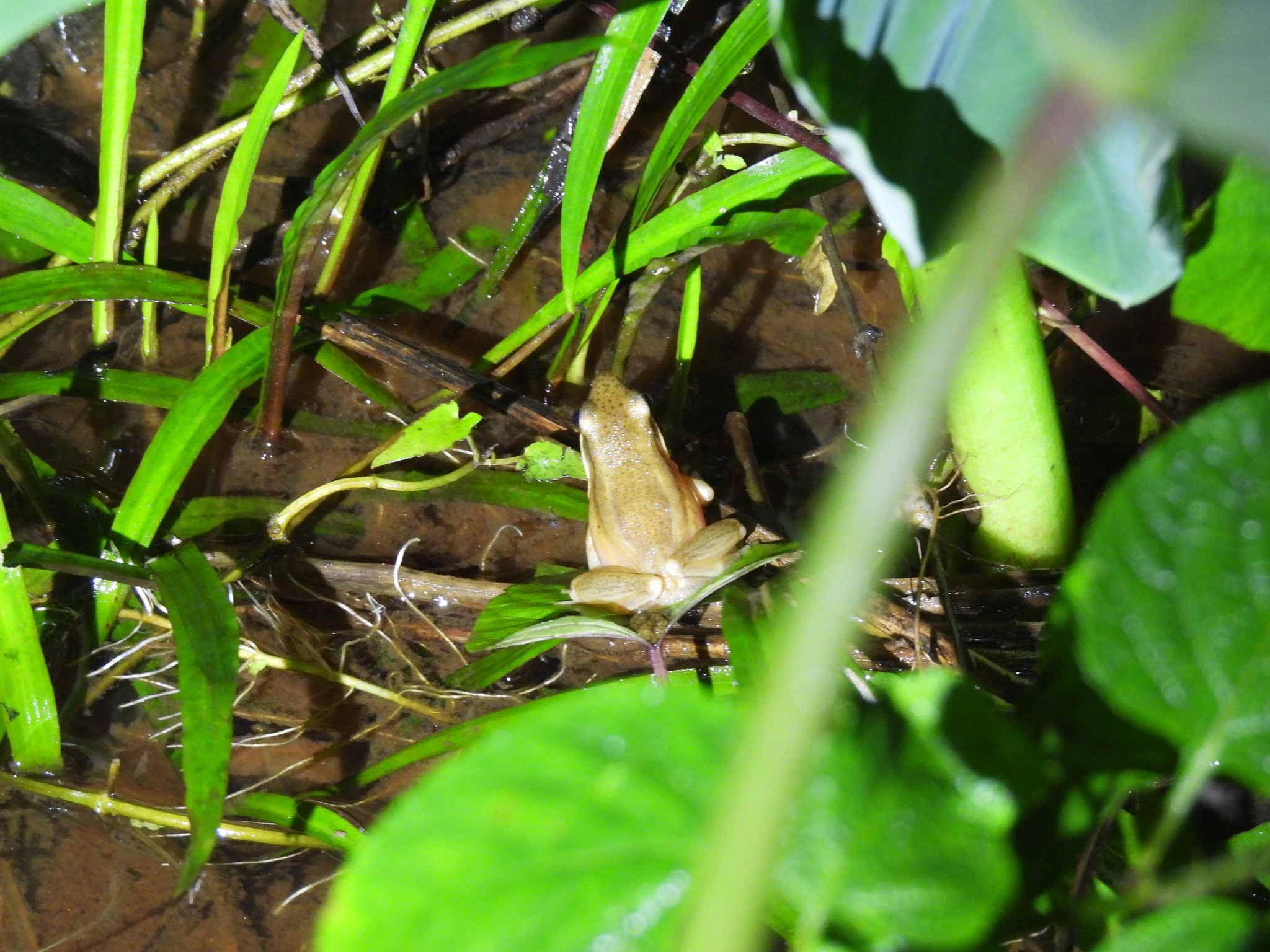 Intermediate Golden-Backed Frog