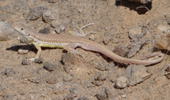 Pedioplanis breviceps