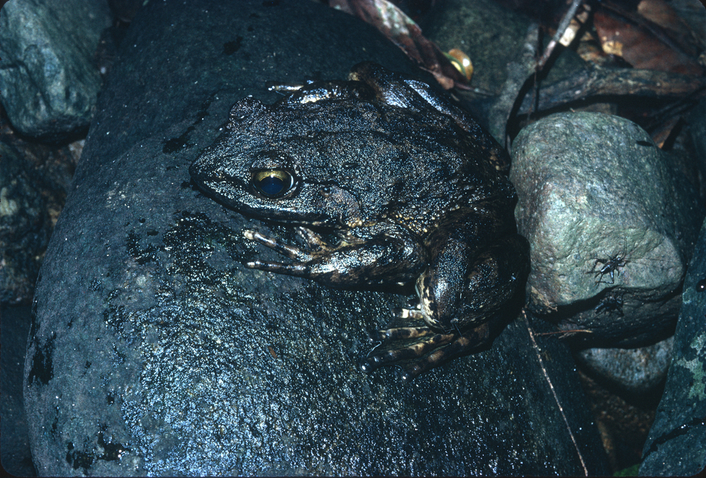 Grenouille Goliath (Conraua goliath)