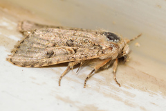 Spodoptera hipparis