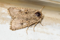 Spodoptera hipparis