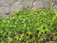 Hydrocotyle tribotrys