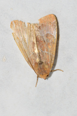 Hampsonodes