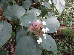Hydrangea aspera