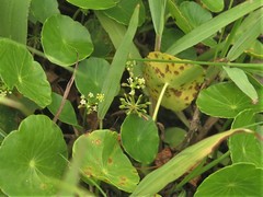Hydrocotyle tribotrys