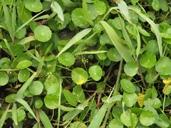 Hydrocotyle tribotrys