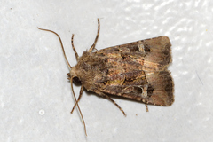 Spodoptera hipparis