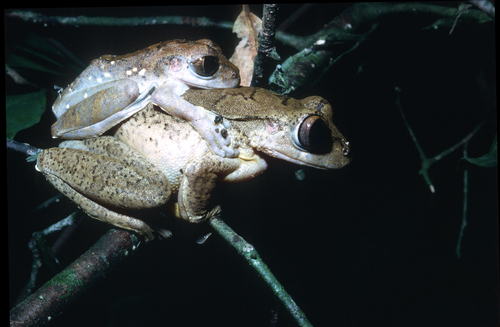 Red Treefrog, Leptopelis rufus
