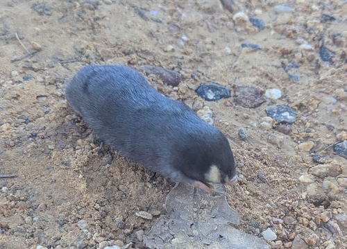 Cape Golden Mole (Chrysochloris asiatica)