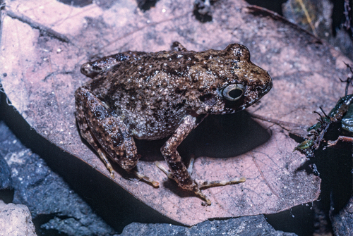 Foulassi Screeching Frog, Arthroleptis adelphus